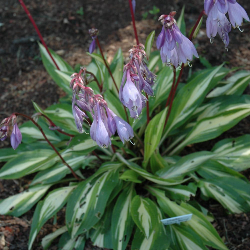 Hosta-Cherry Berry 1C
