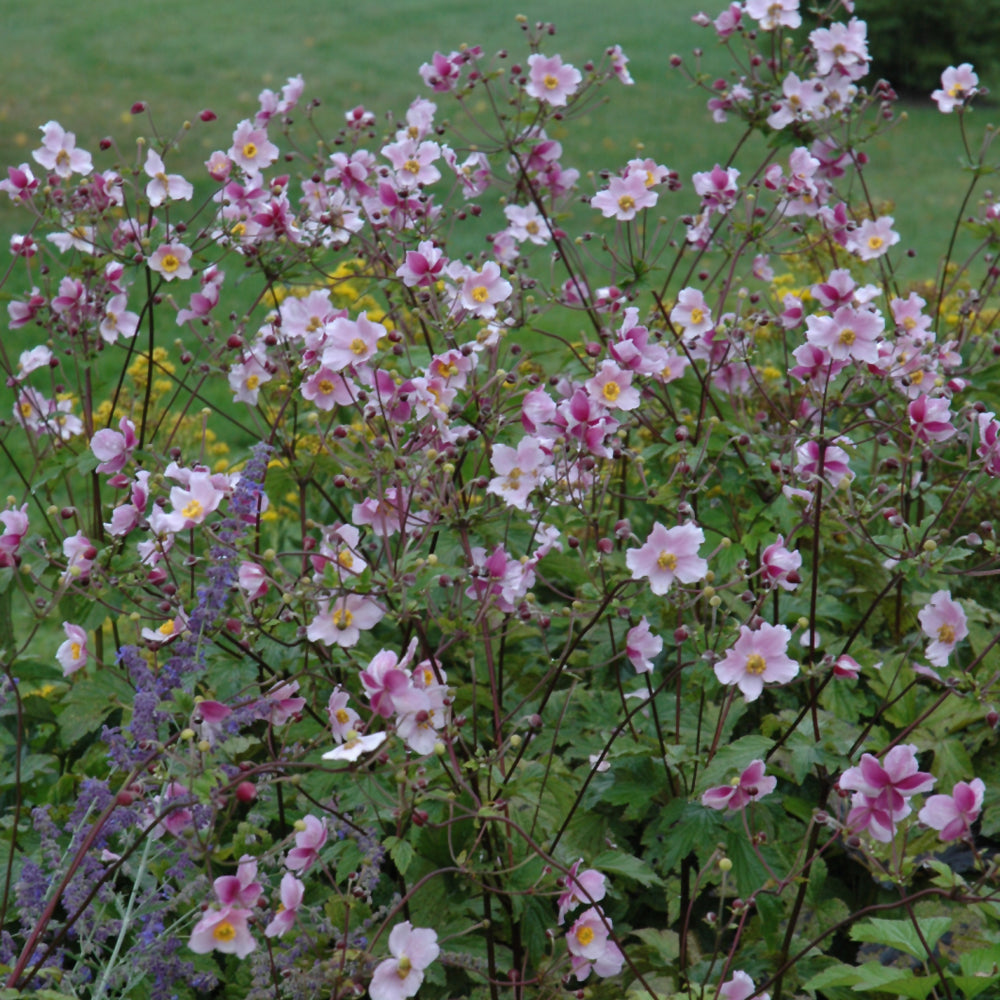 Anemone-Robustissima 1C