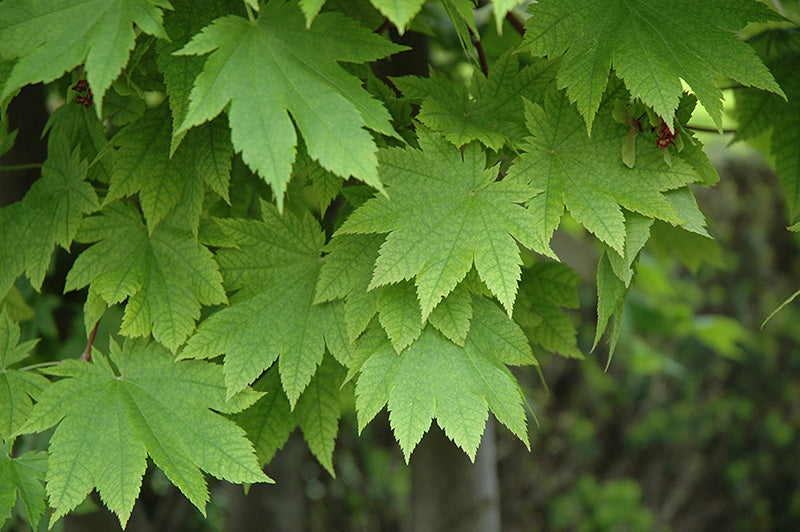 Maple-Vitifolium 6C