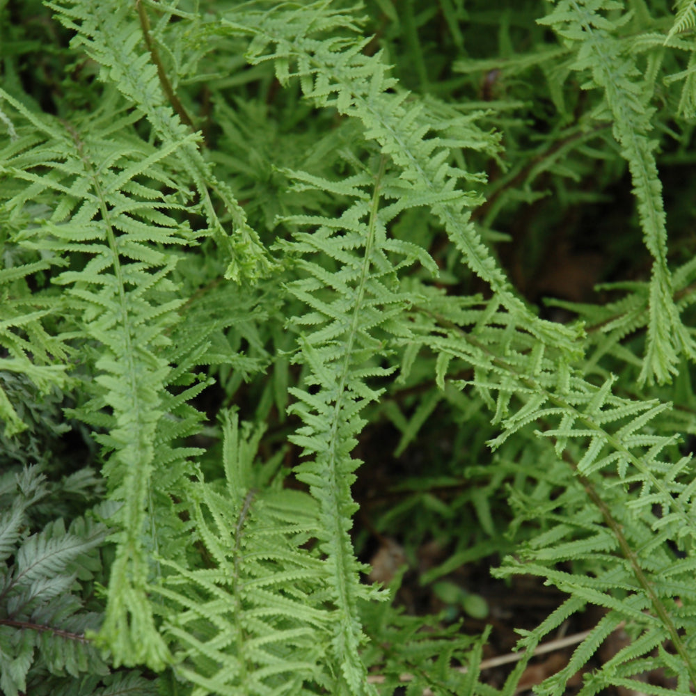 Fern-Dre's Dagger 1C