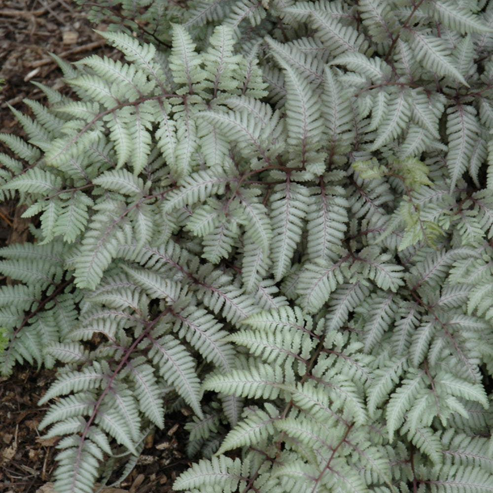 Fern-Silver Falls 1C