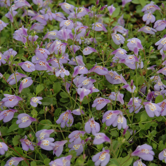 Mazus-Reptans 3.5"C