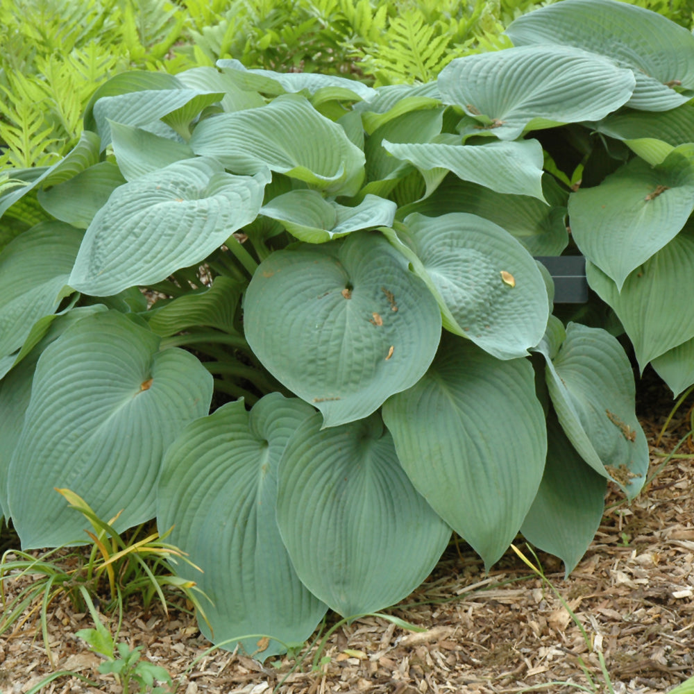 Hosta-Big Daddy 1C