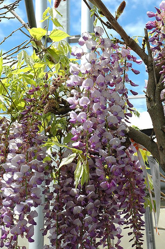 trellis for wisteria plant Wisteria-Black Dragon Trellis 5C – Country Arbors Nursery