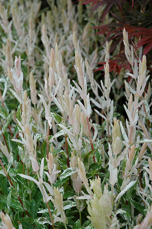 Willow-Hakuro Nishiki 5C