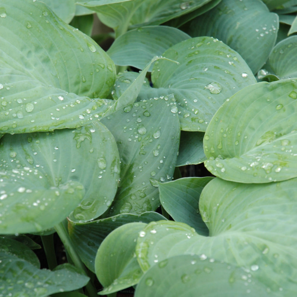 Hosta-Blue Umbrellas 1C