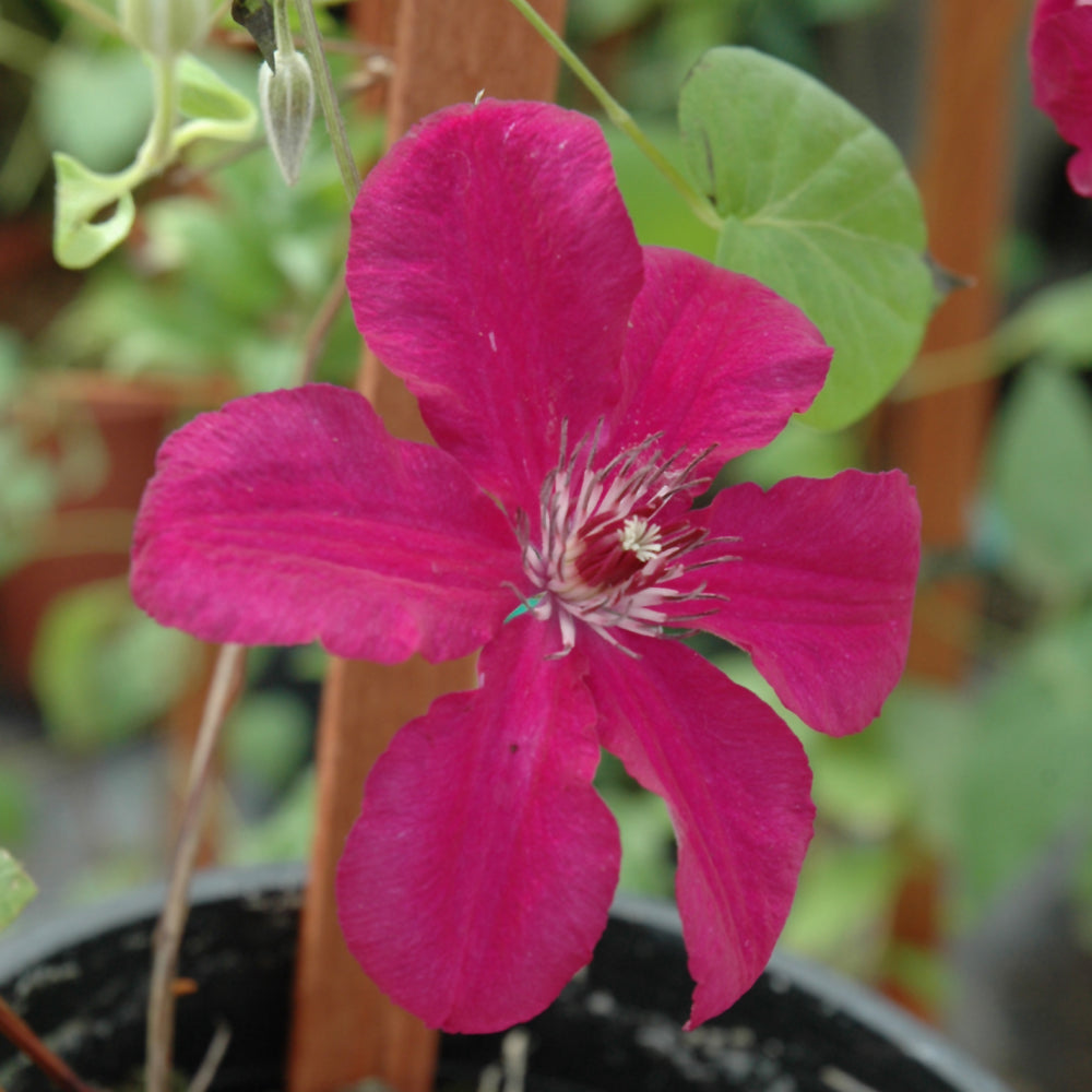 Clematis-Cardinal Wyszynski 1C