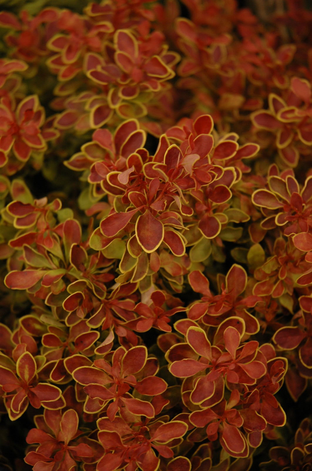 Barberry-Admiration 2C
