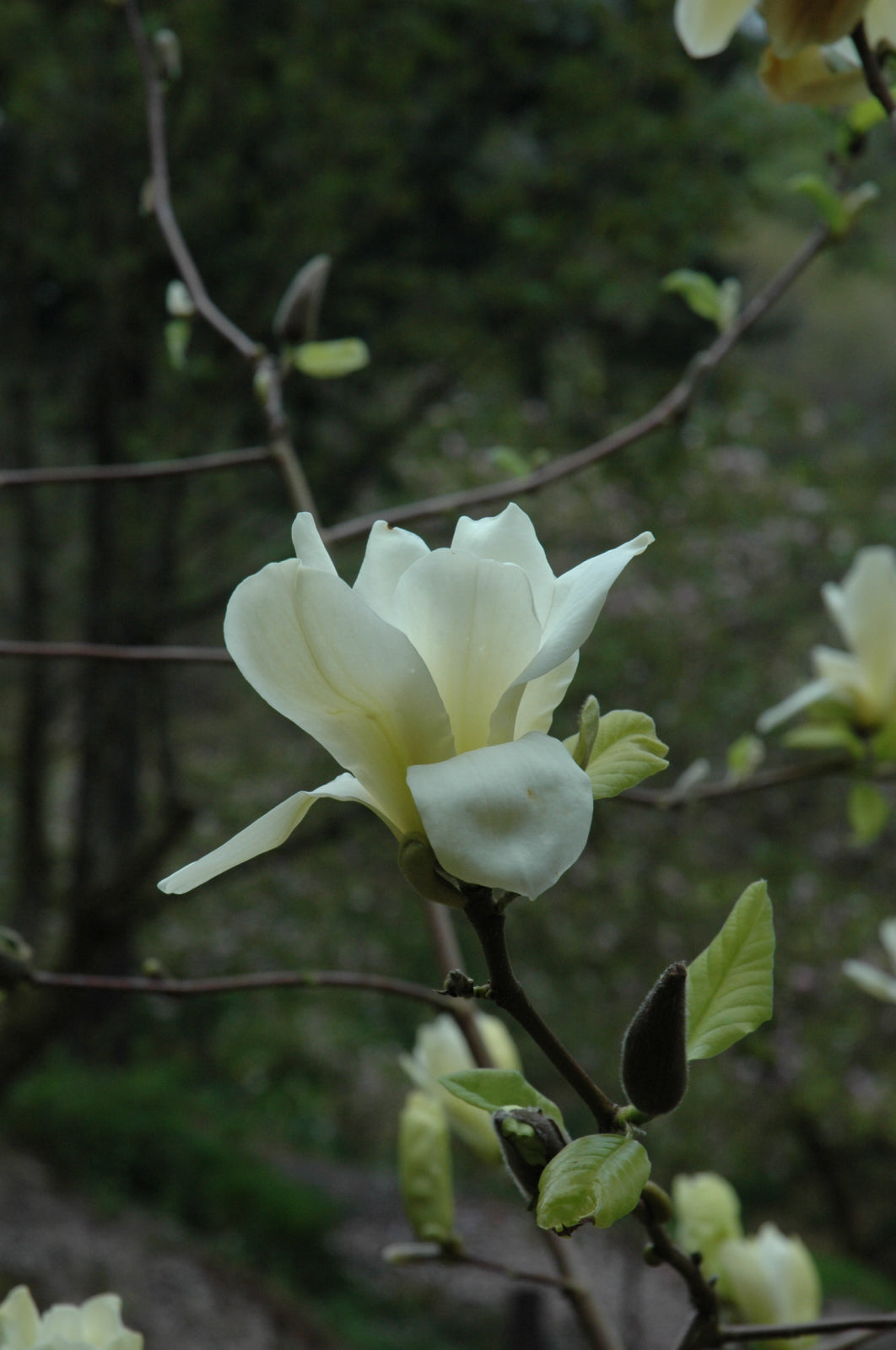 Magnolia-Sundance 1.5"B