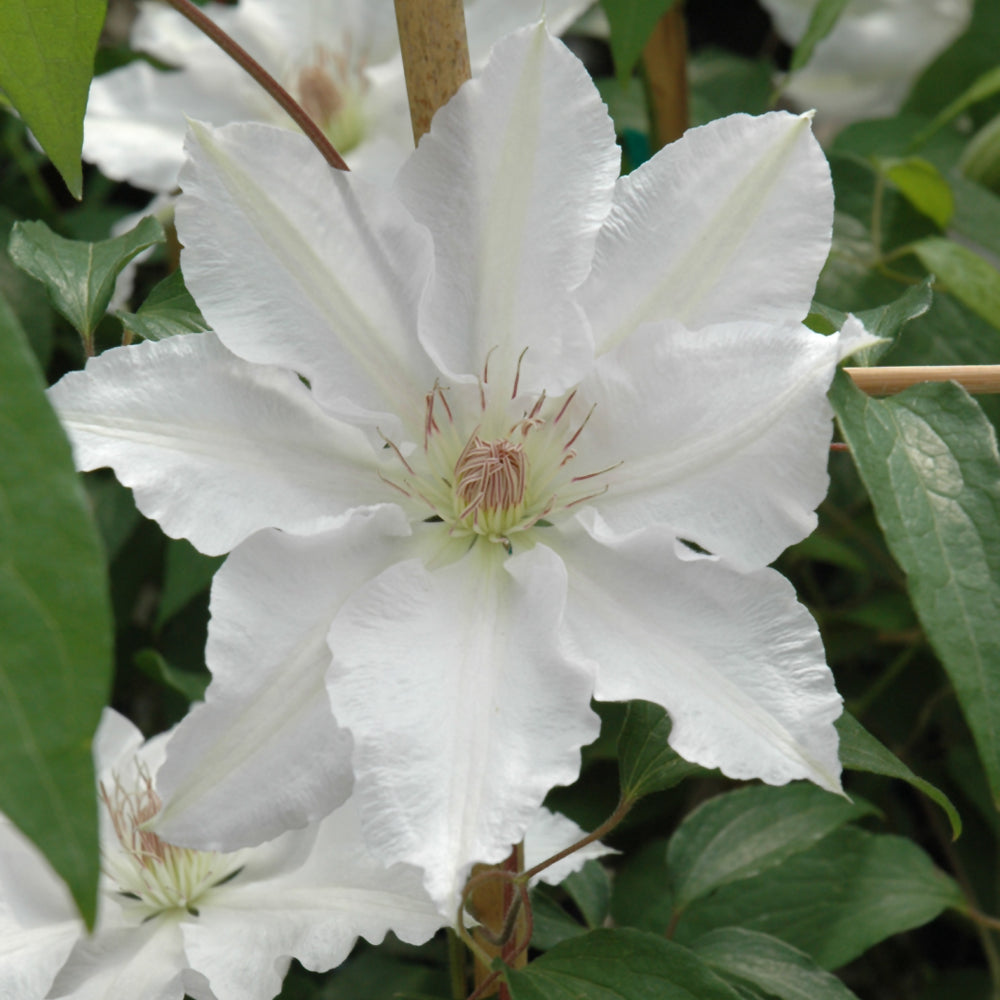 Clematis-Hyde Hall 1C