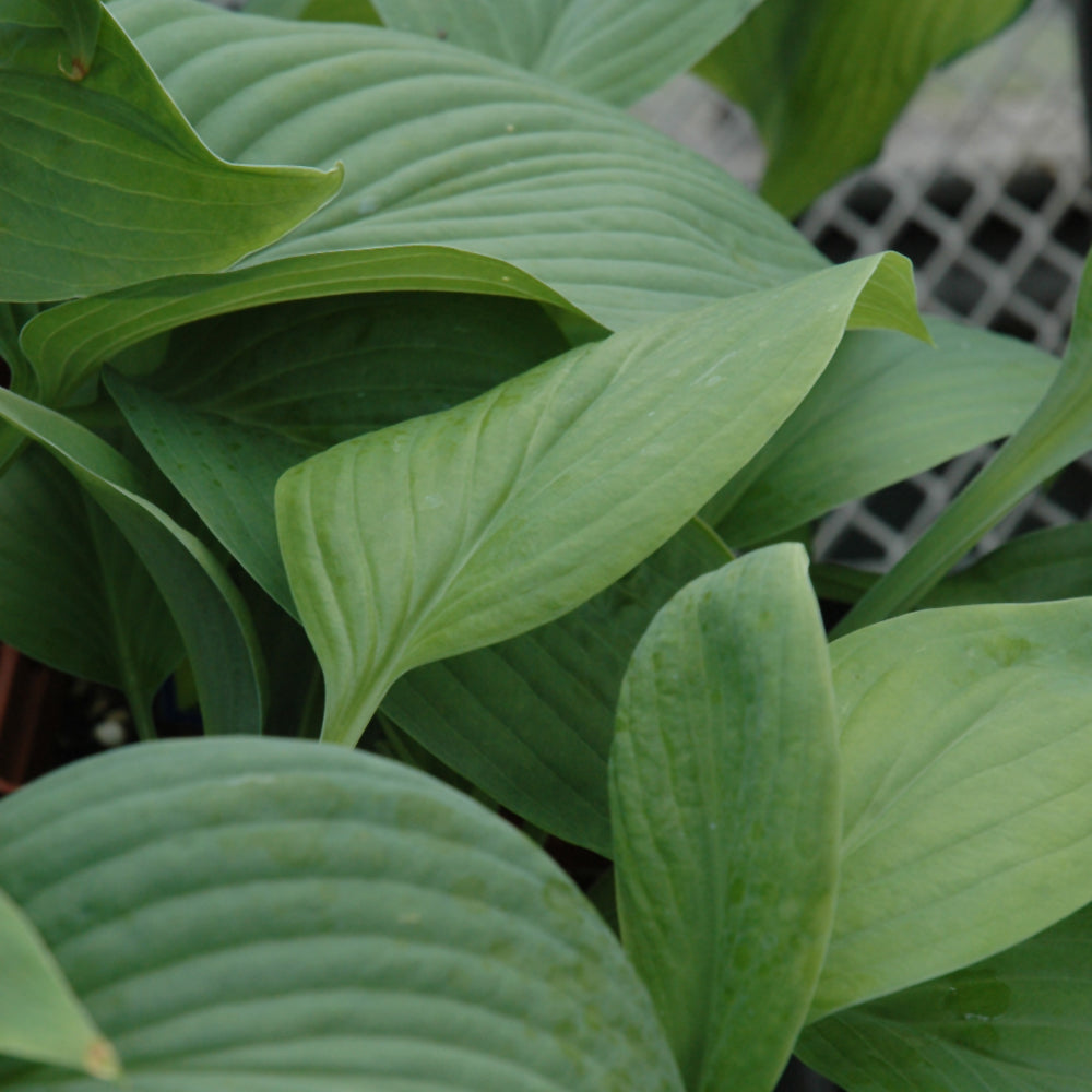 Hosta-T-Rex 1C