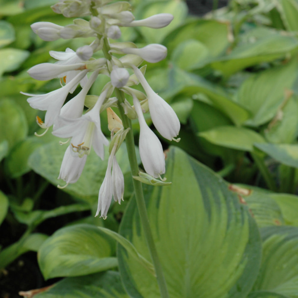 Hosta-Paradigm 1C