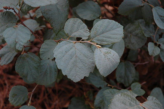 Fothergilla-Blue Shadow 3C