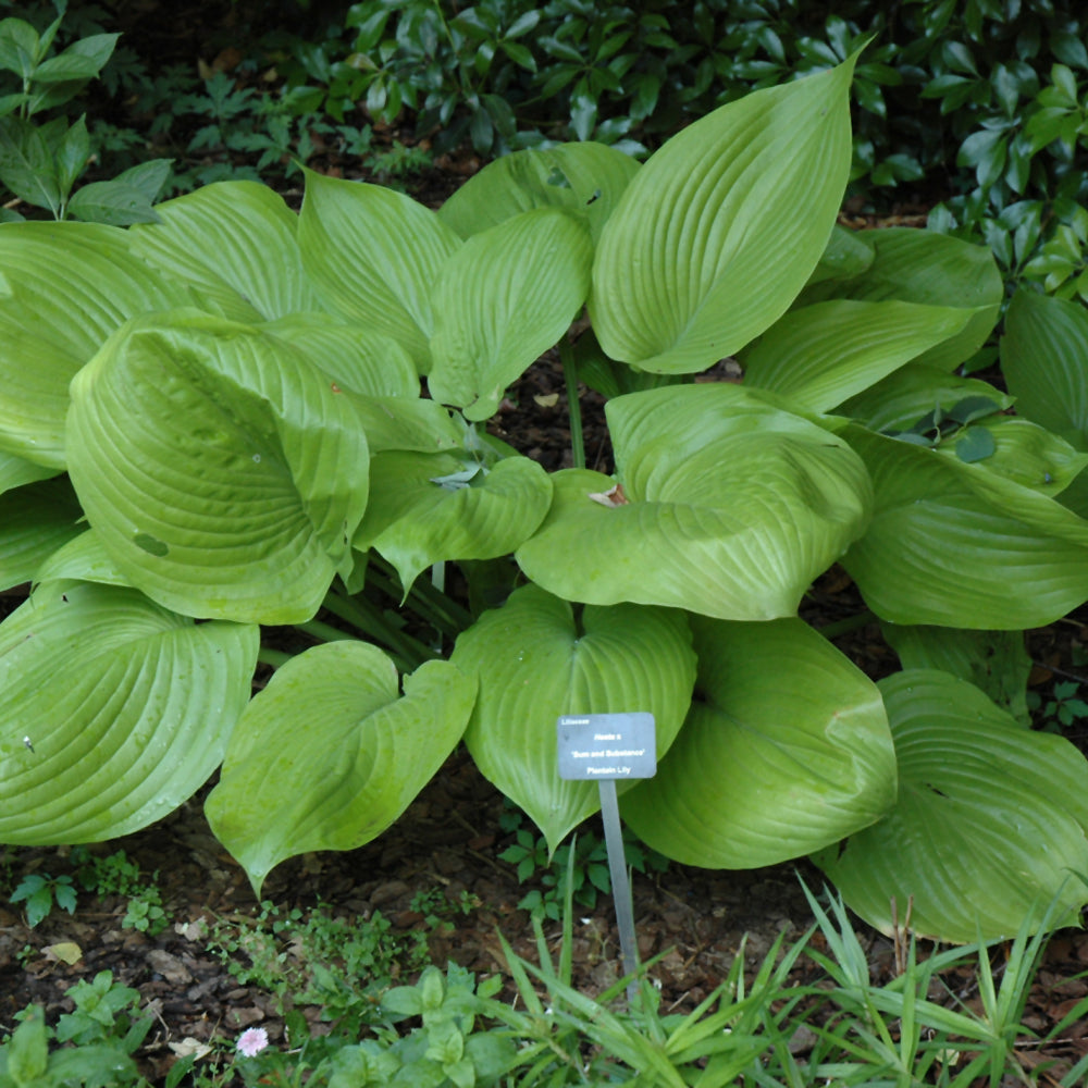 Hosta-Sum and Substance 1C