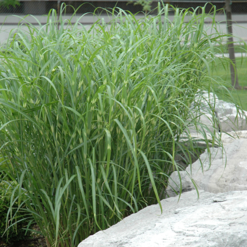 Grass-Zebra 1C