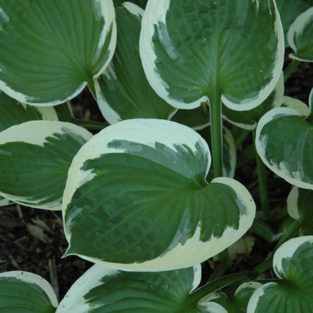 Hosta-Minuteman 1C