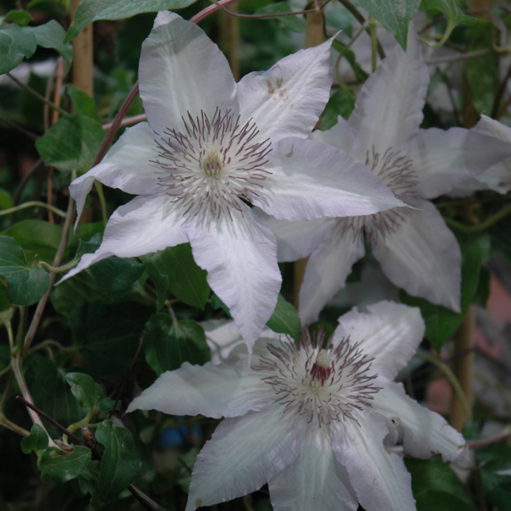 Clematis-Clair De Lune 1C