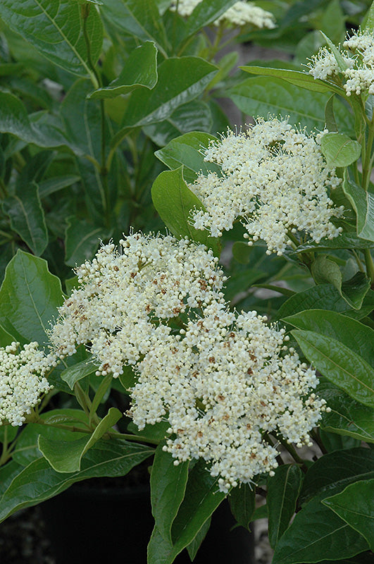 Viburnum-Brandywine 5C