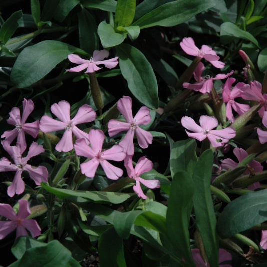 Saponaria-Max Frei 1C