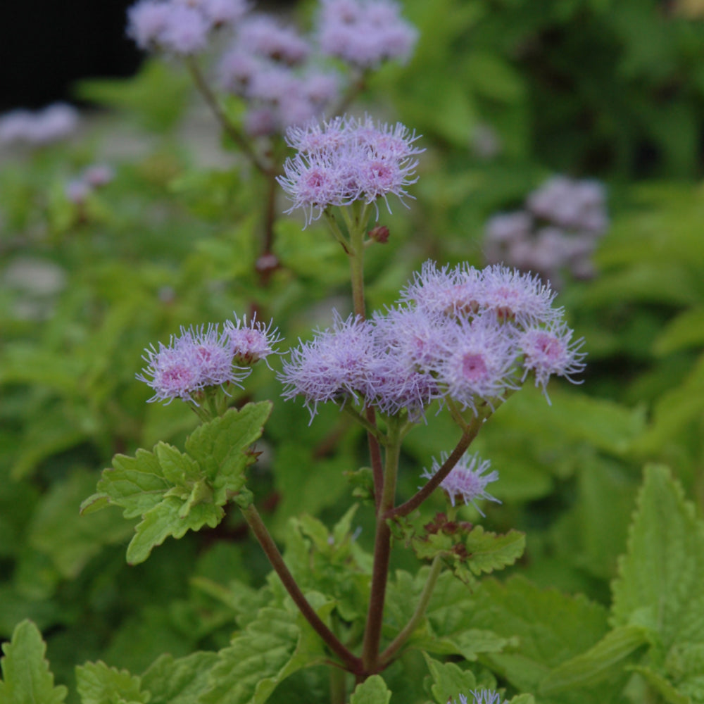 Conoclinium-Coelestinum 1C