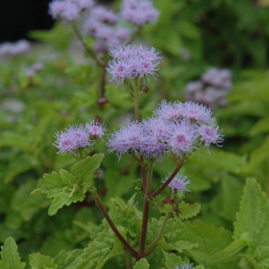 Conoclinium-Coelestinum 1C