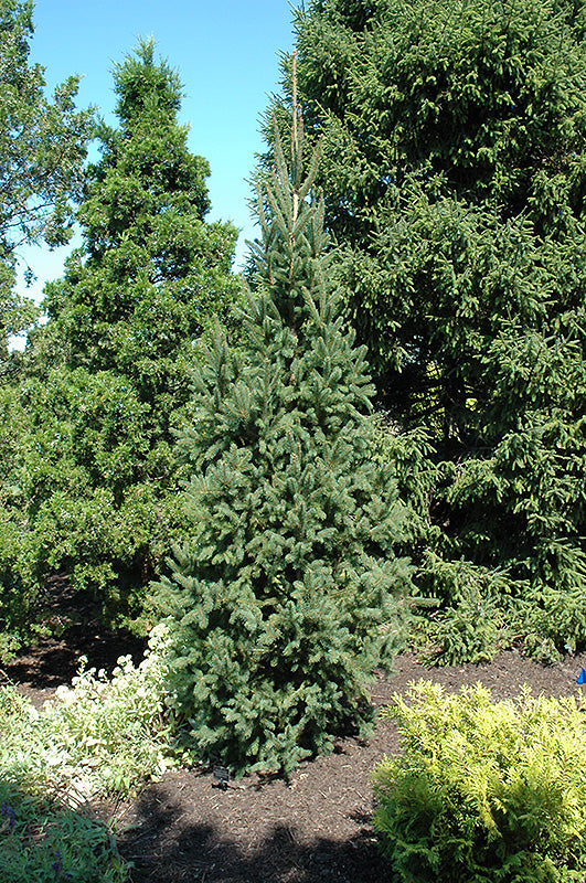 Spruce-Cupressina 3-4' 15C