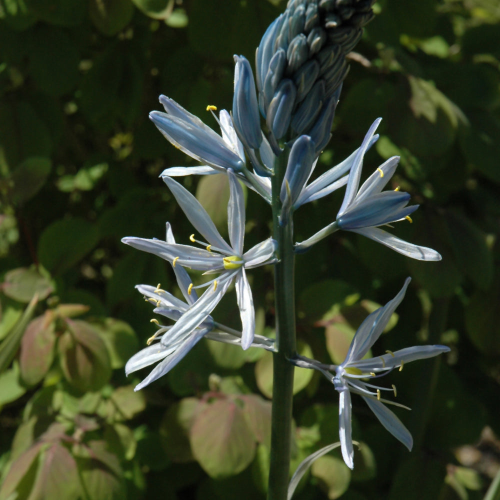 Camassia-Wild Hyacinth 3.5"C