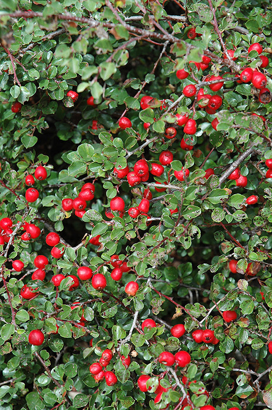 Cotoneaster-Apiculata 3C