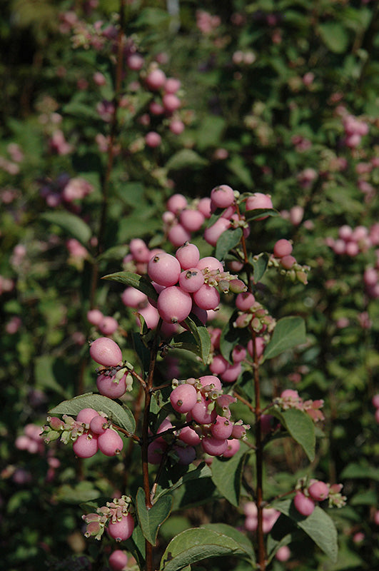 Coralberry-Sweet Sensation 3C