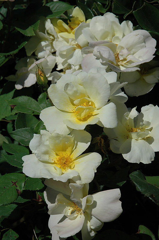 Rose-Sunny Knock Out® 2C