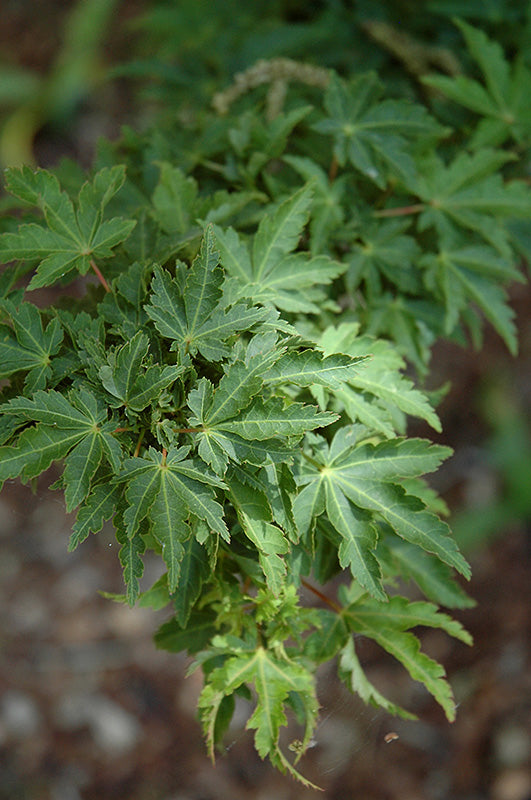 Maple-Ojishi 6C