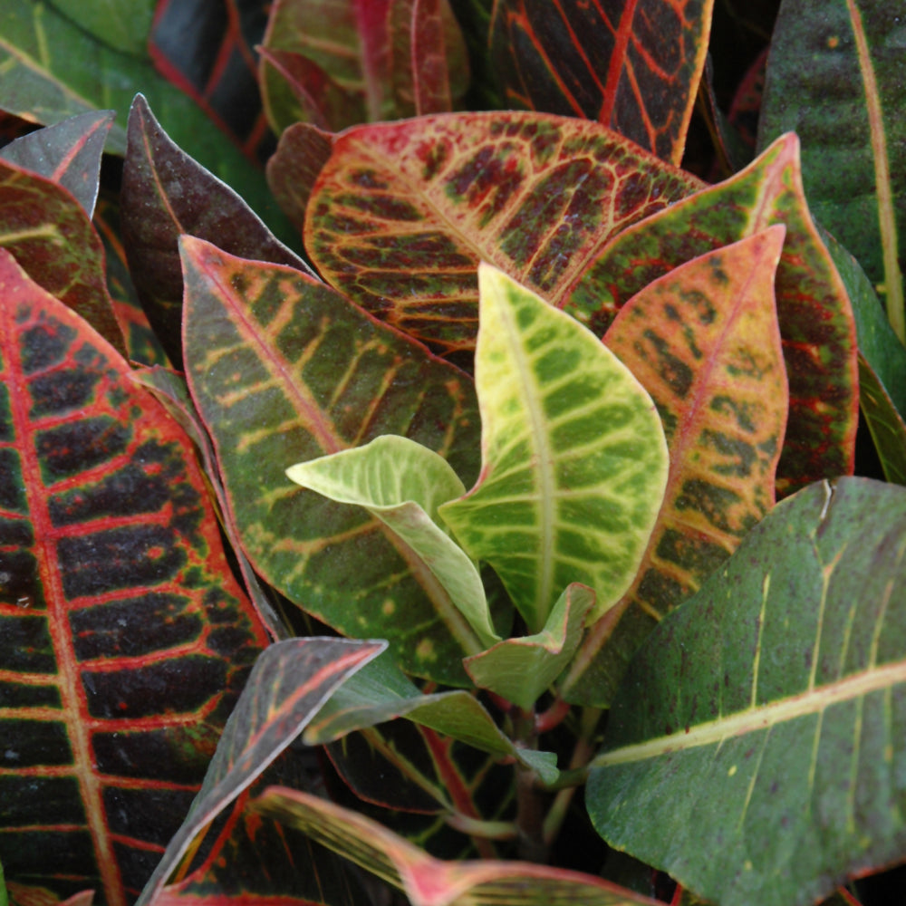 Croton-6"