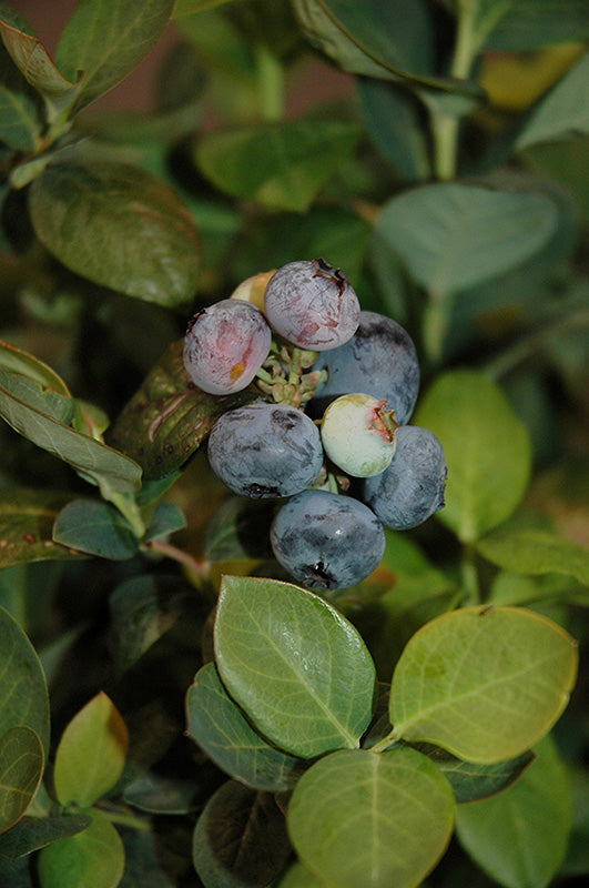 Blueberry-Peach Sorbet 1C