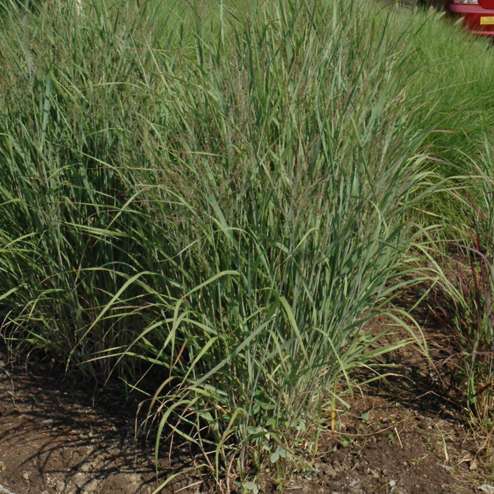 Grass-Ruby Ribbons 1C