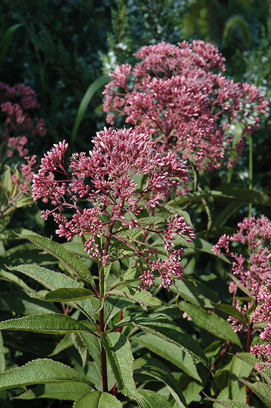 Eupatorium-Gateway 2C