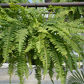 Fern-Boston HB 10"