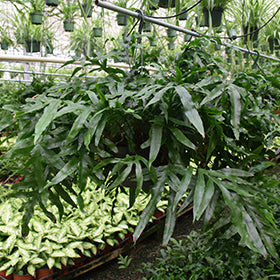 Fern-Kangaroo 6"