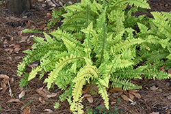Fern-Tiger Qt