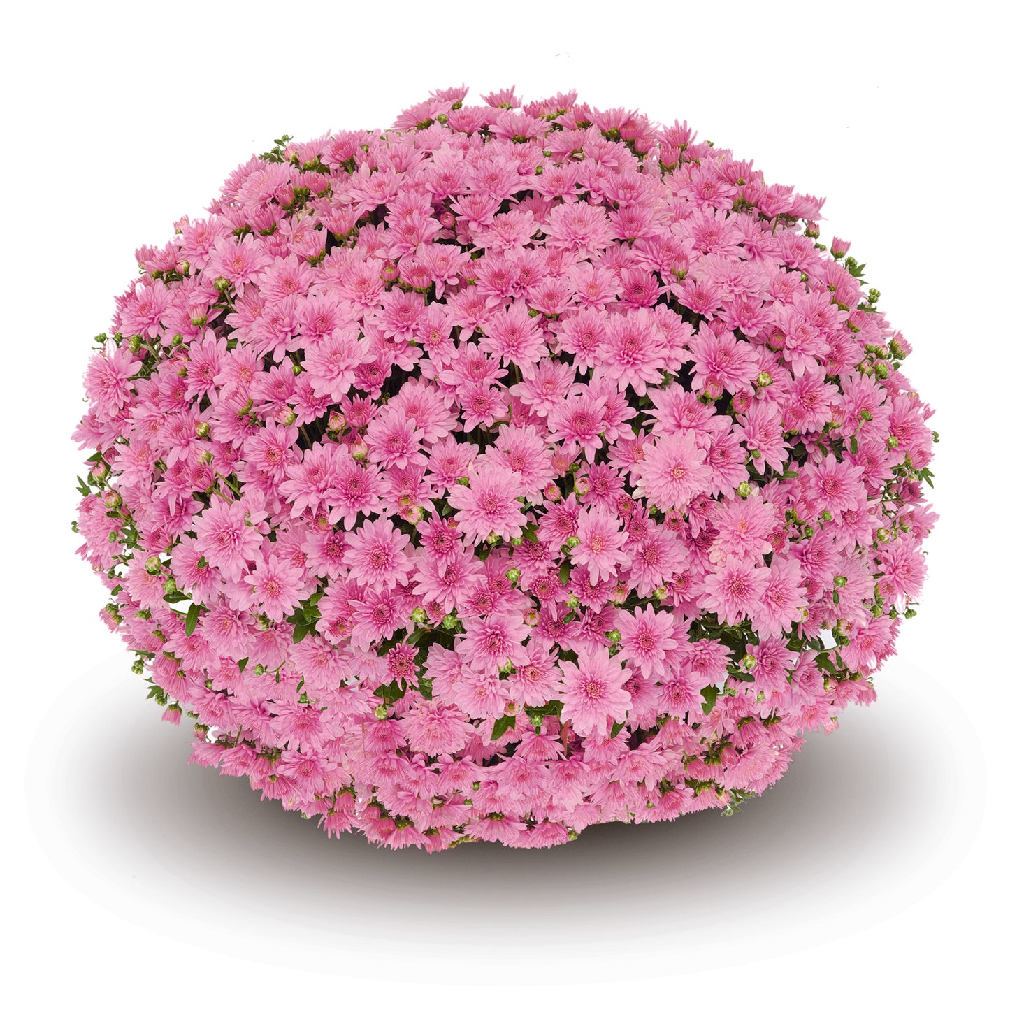 Mum- Fonti Pink VE 5C