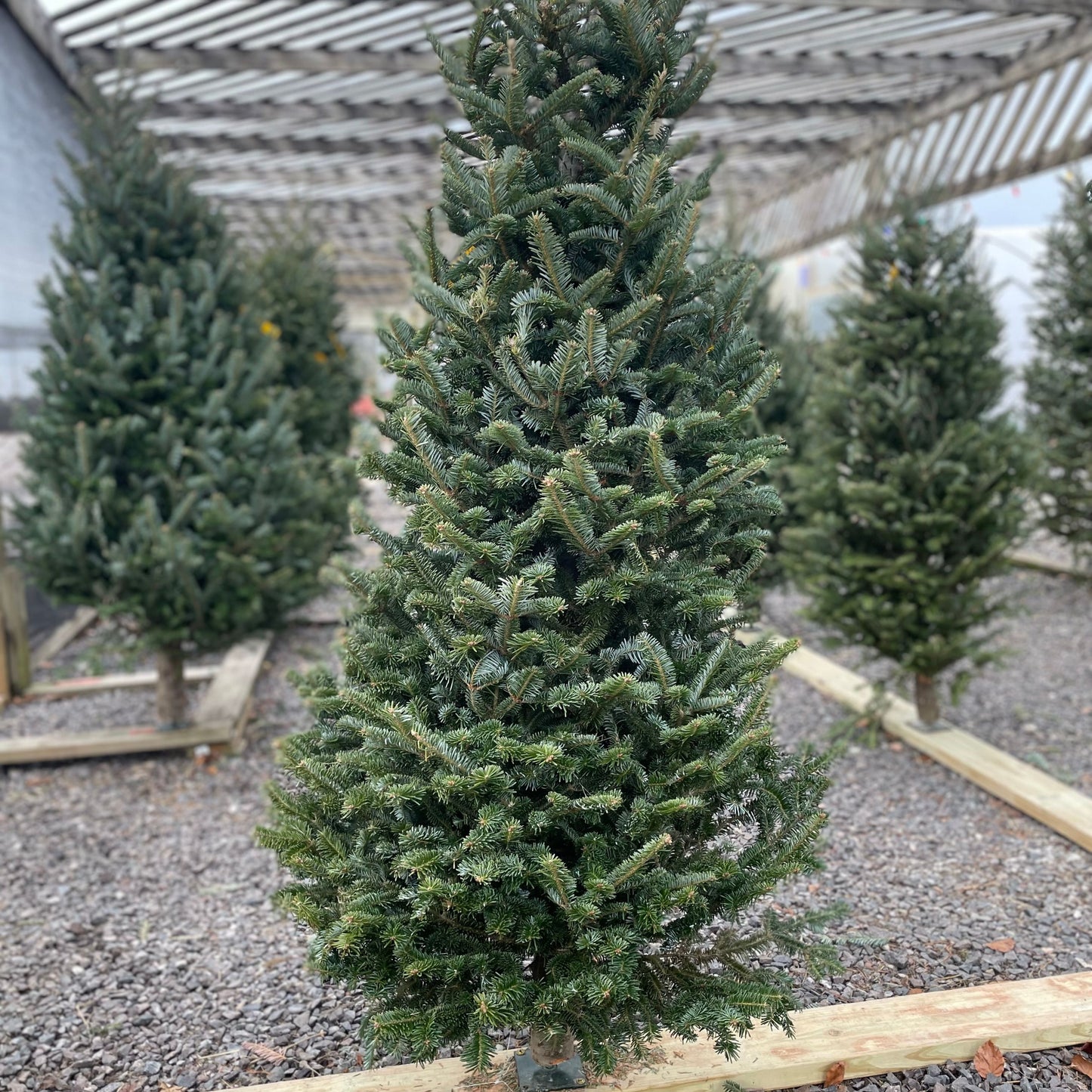 Fir-Fraser Cut Premium 7-8'