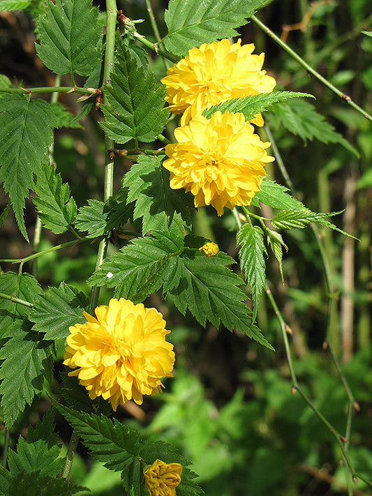 Kerria-Pleniflora 3C