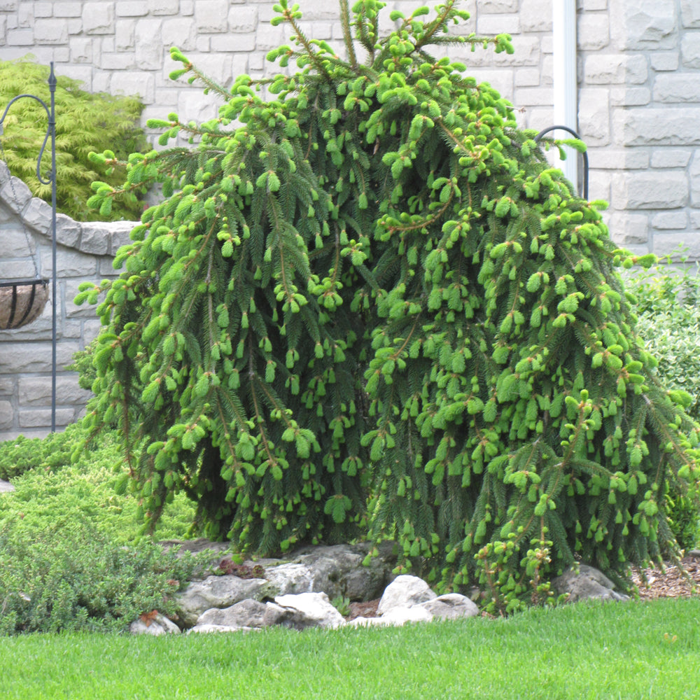 Spruce-Weeping Norway 10C