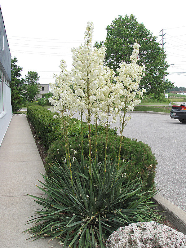 Yucca-1CP