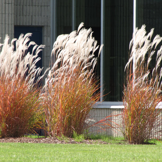Grass-Red Flame 1C