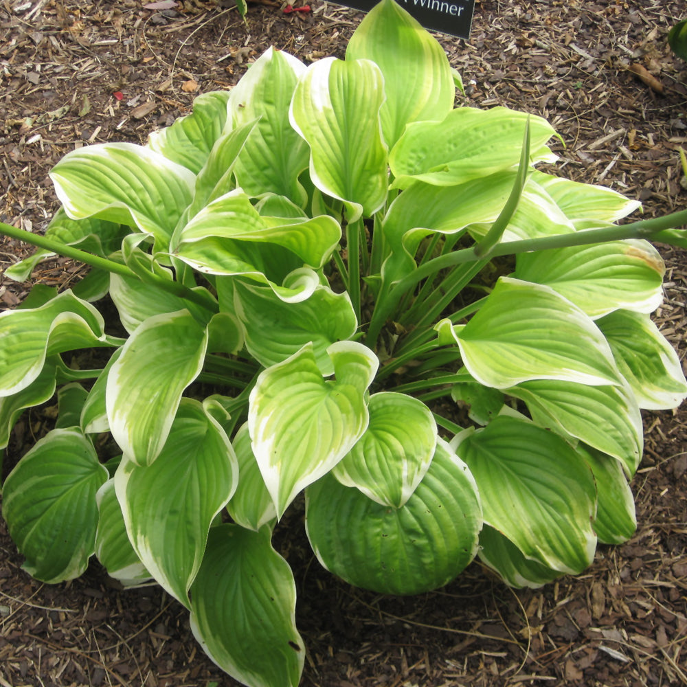 Hosta-Fragrant Bouquet 1C