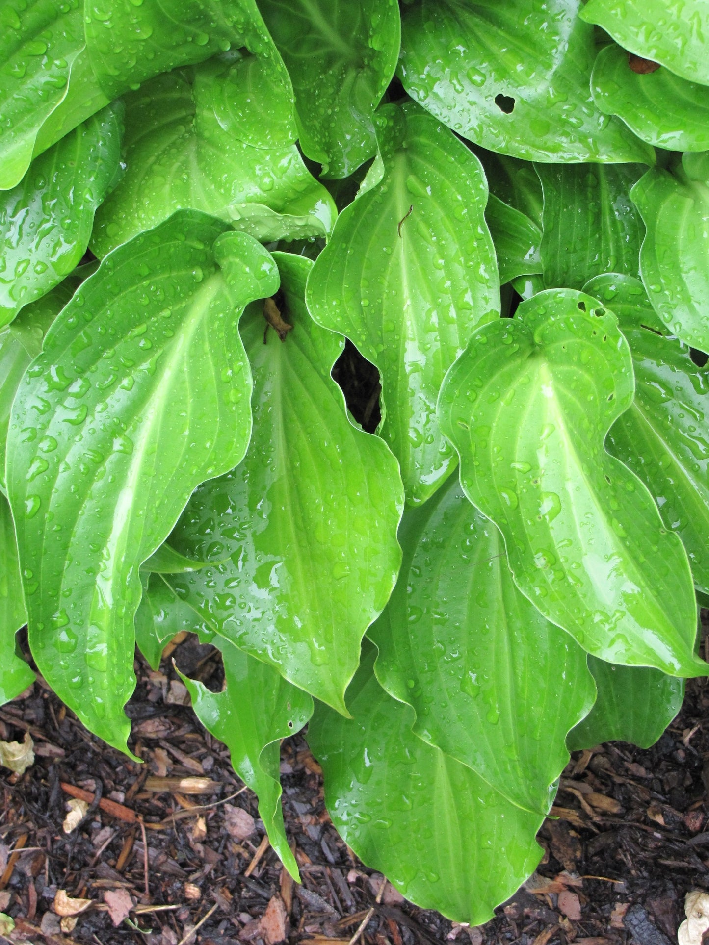 Hosta-Invincible 1C