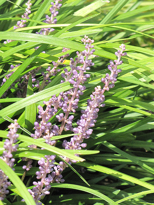 Liriope-Spicata 1C