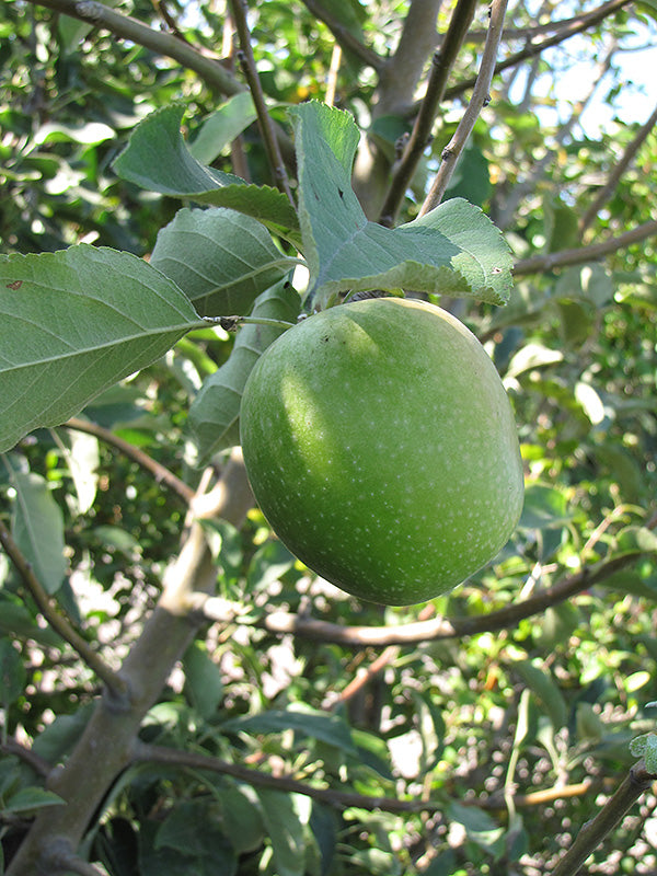 Apple-Granny Smith 20CP