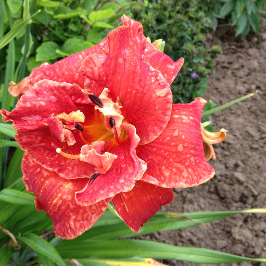 Daylily-Moses Fire 1C