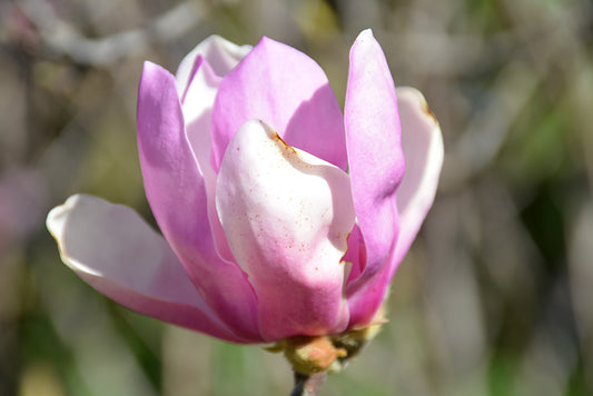 Magnolia-Jane 4'BP